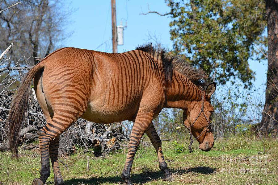 Shy Zebra Horse Photograph by Ruth Housley