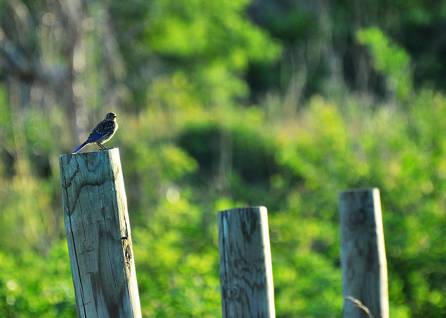 Sialia sialis Eastern Bluebird Photograph by Rebecca Sherman