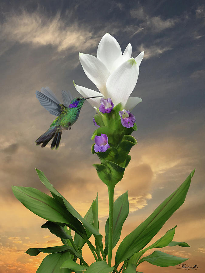 Siam Sparkling Curcuma and Hummingbird Digital Art by M Spadecaller