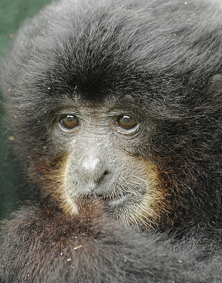 Siamang Gibbon Baby Photograph by Keith Lovejoy