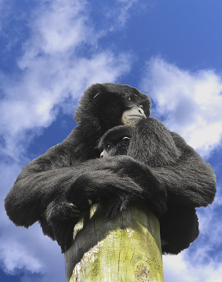 Siamang Gibbon Photograph by Keith Lovejoy