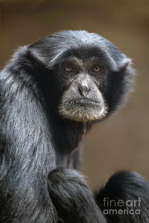 Siamang Gibbon Stare Photograph by Karen Jorstad