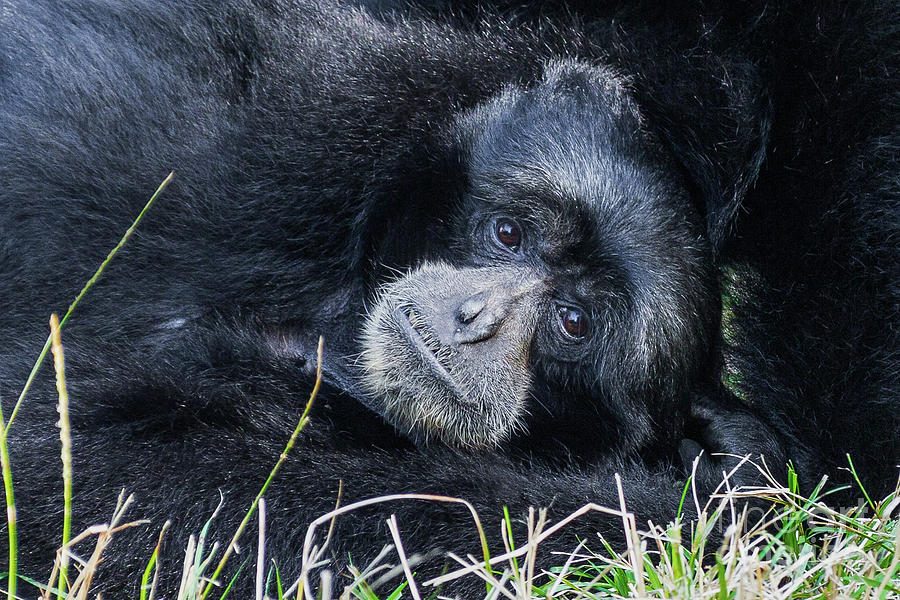 Siamang Portrait Photograph by Kimberly Blom-Roemer
