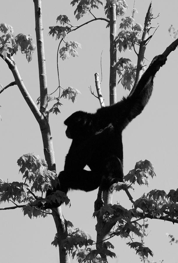 Siamang Silhouette Photograph by Kristin Elmquist
