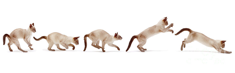 Siamese Cat Bounding Photograph by Warren Photographic