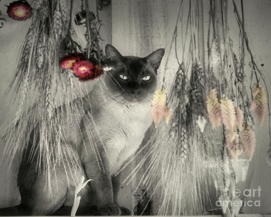Siamese Cat In Black And White Photograph by Smilin Eyes Treasures