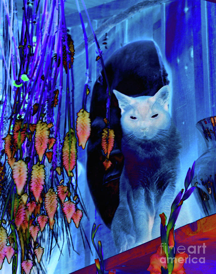 Siamese Cat In Blue Digital Art by Smilin Eyes Treasures