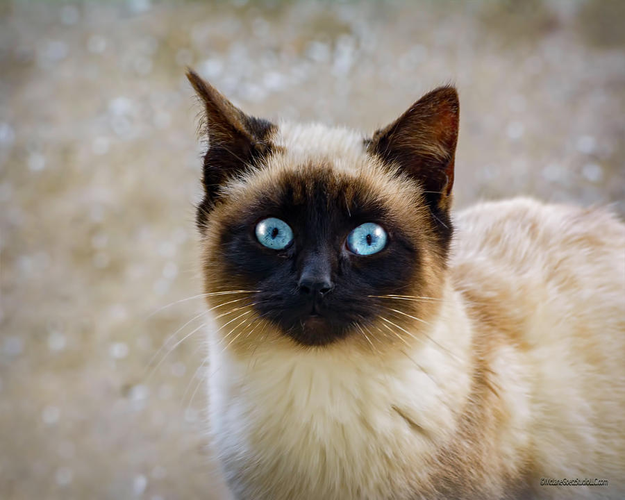 Siamese Cat Photograph by LeeAnn McLaneGoetz McLaneGoetzStudioLLCcom ...