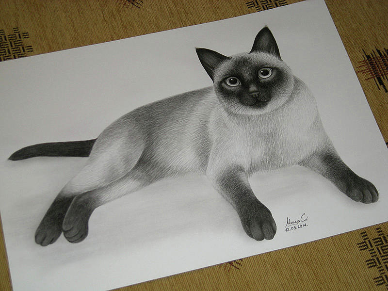 Siamese Cat Drawing by Milica Stojanovic