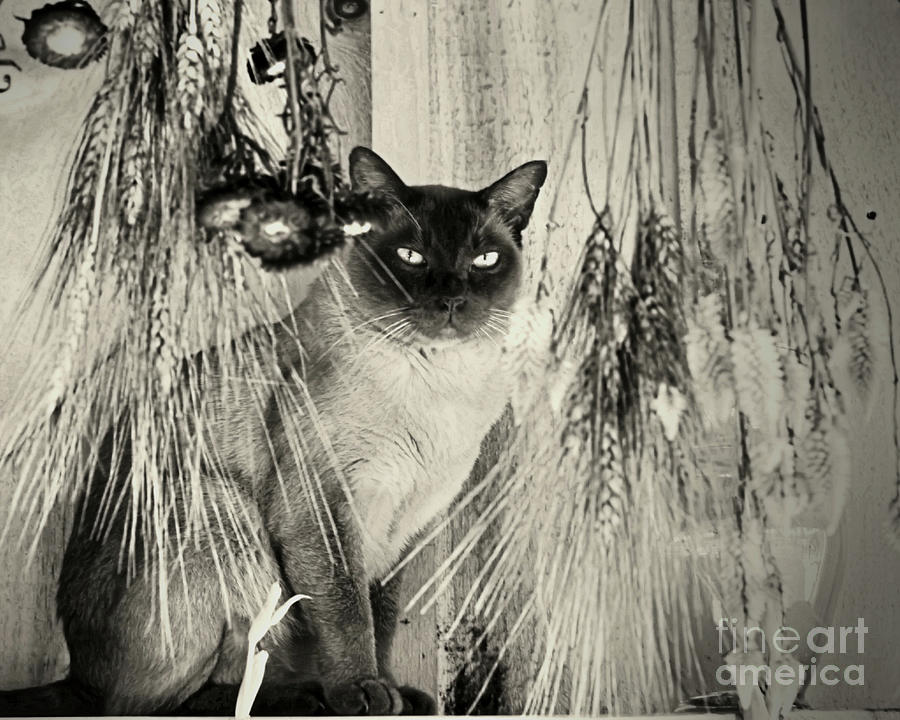 Siamese Cat Posing In Black And White Photograph by Smilin Eyes Treasures