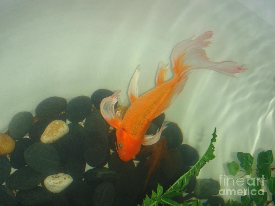 Fish Photograph - Siamese Fighting Fish 1 by Mary Deal