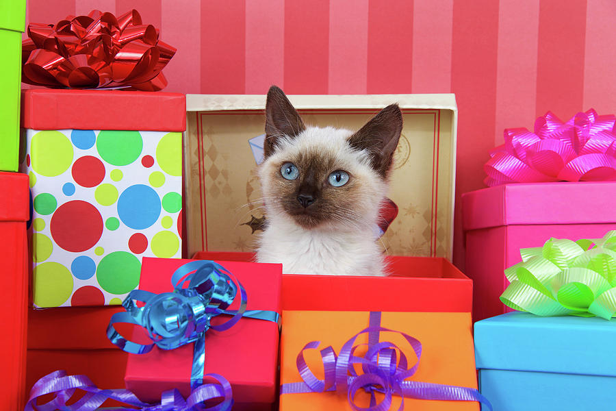 Siamese Kitten Christmas Party Photograph by Sheila Fitzgerald | Fine ...