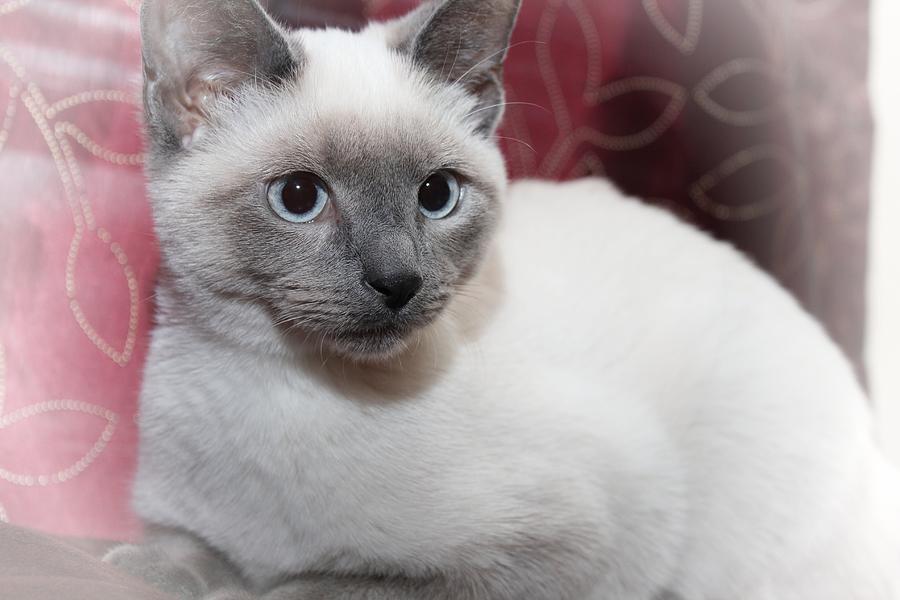 Gray clearance siamese kitten