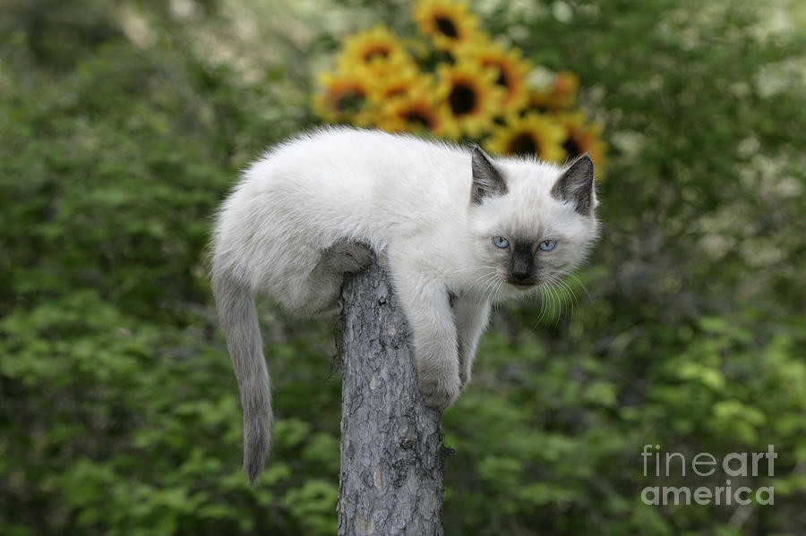 Siamese Kitten Photograph by Rolf Kopfle