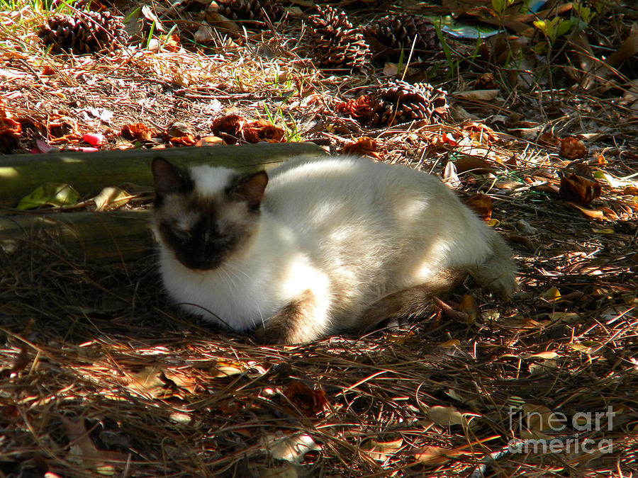 Siamese Sweetie Photograph by Matthew Seufer