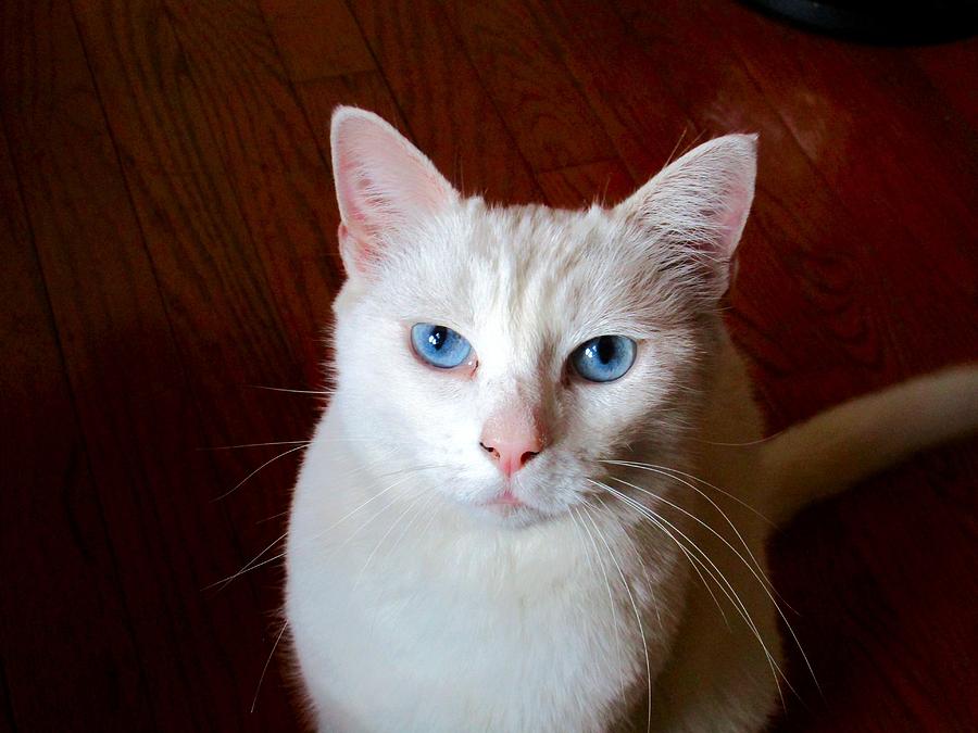 Siamese White Cat Photograph by A L Sadie Reneau