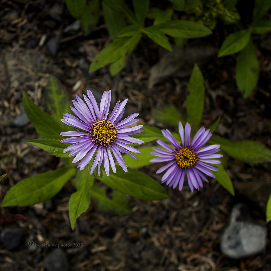 Siberian Aster Photograph by Fred Denner