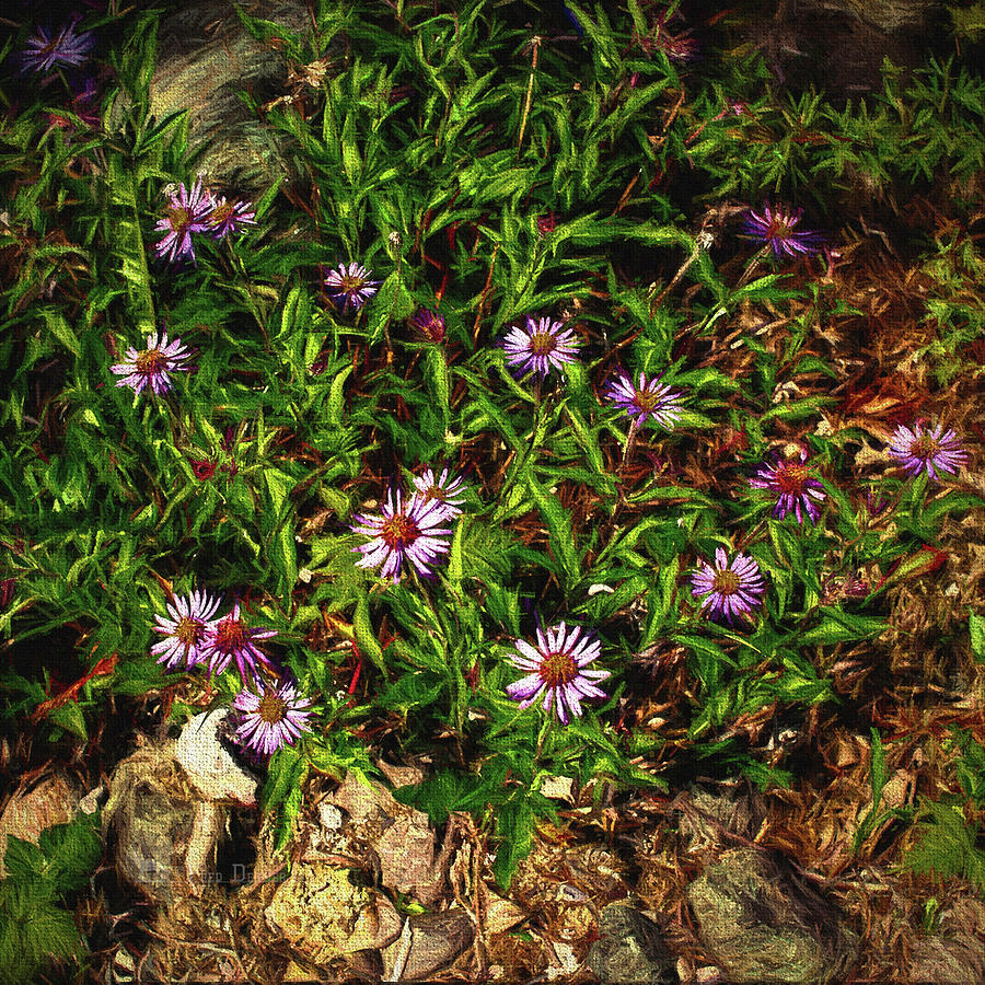 Siberian Asters Photograph by Fred Denner