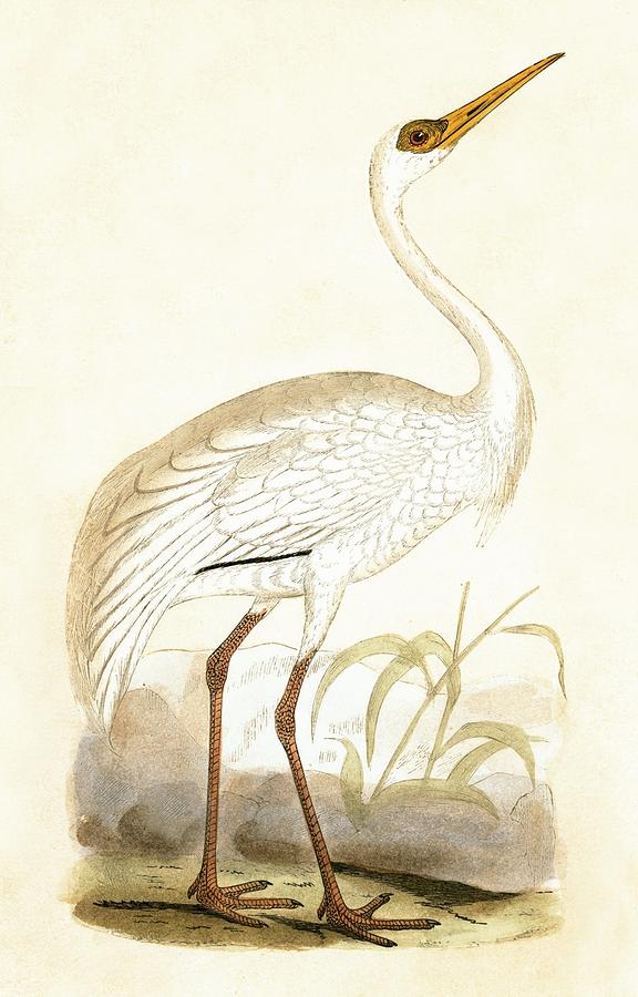 Nature Painting - Siberian Crane by English School