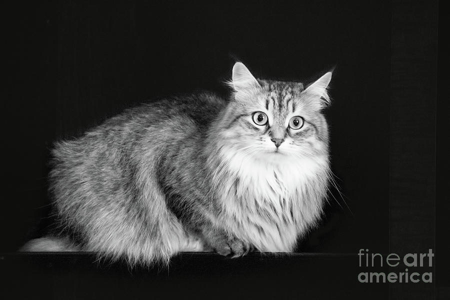 Siberian Feline Black And White Photograph by Sharon McConnell