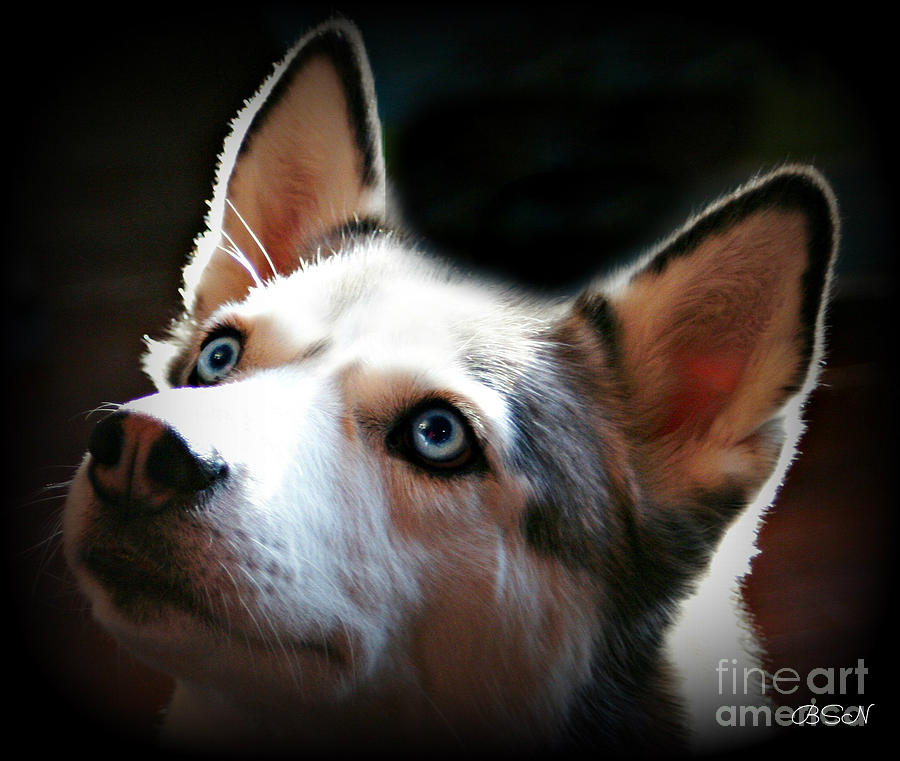 Dog Photograph - Siberian Huskee by Barbara S Nickerson