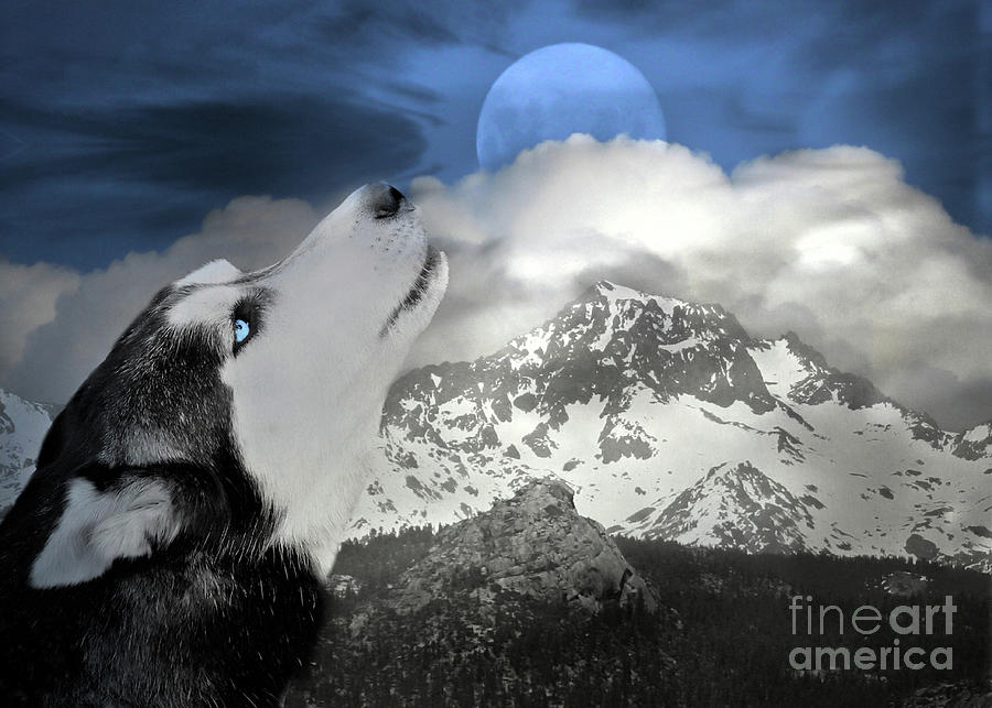 Siberian Husky and Blue Moon Photograph by Stephanie Laird