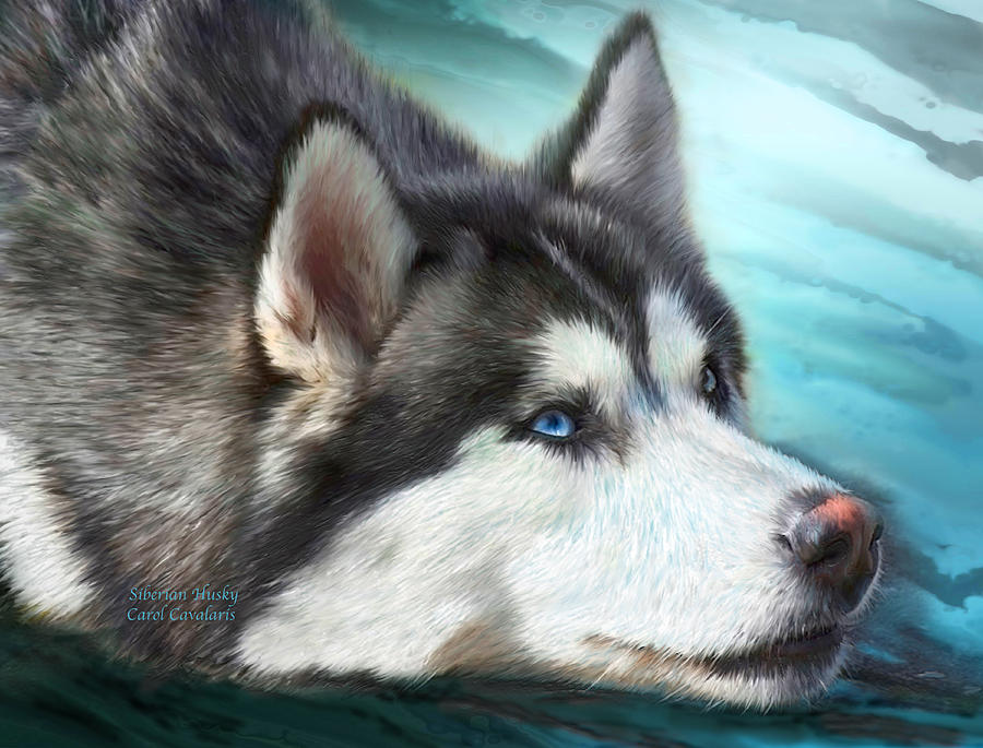 Siberian Husky Mixed Media by Carol Cavalaris