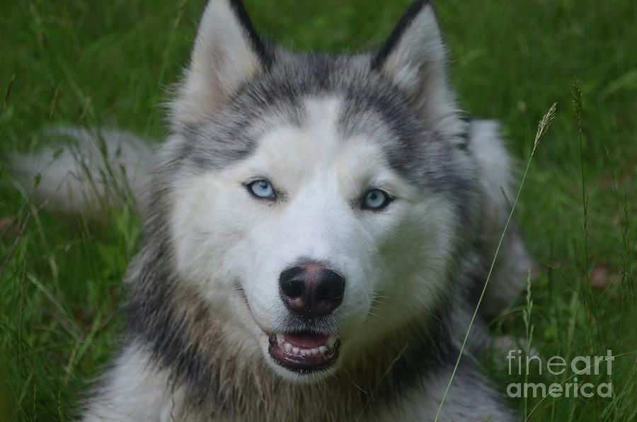 Siberian Husky Dog Face Photograph by DejaVu Designs
