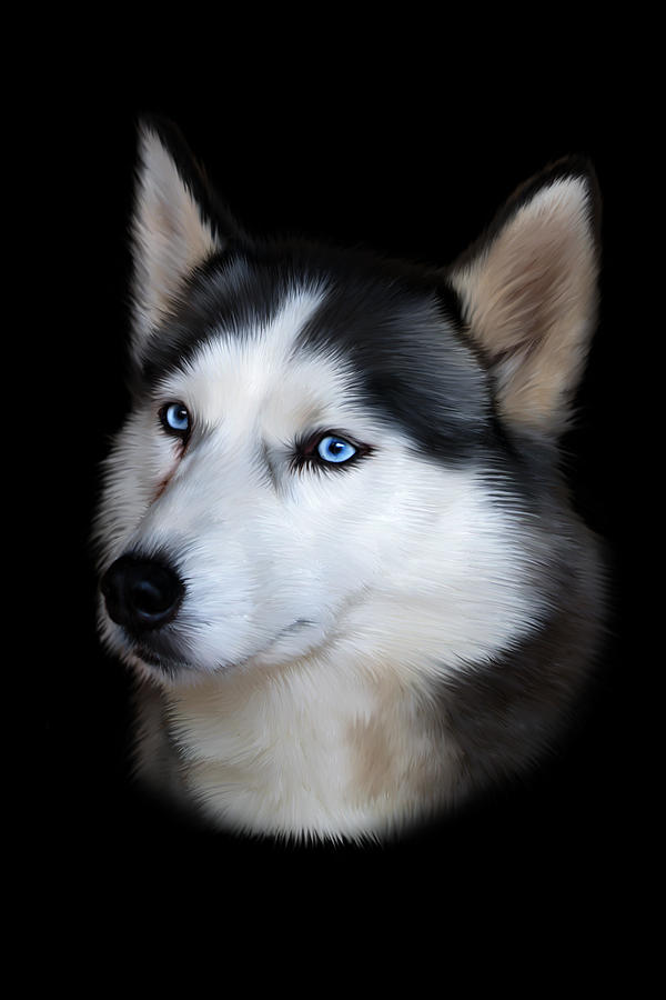 Siberian Husky Dog Digital Art by Julie L Hoddinott