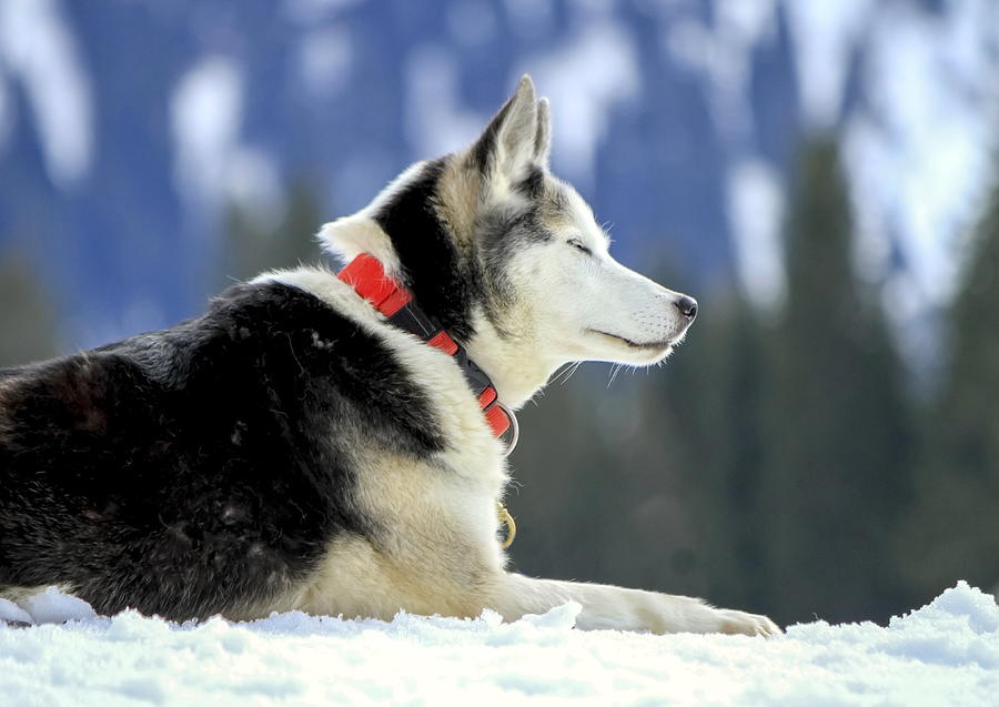 Siberian husky dog portrait Photograph by Elenarts - Elena Duvernay photo