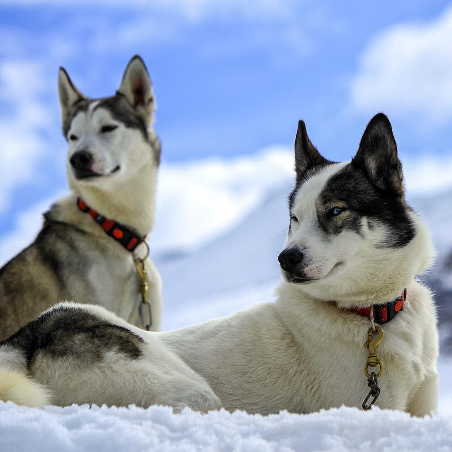 Siberian husky dogs portrait Photograph by Elenarts - Elena Duvernay photo