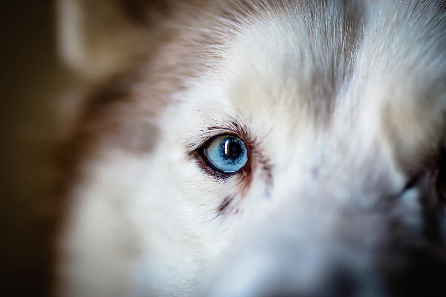 Siberian Husky Eye Photograph by Chris Voss | Pixels