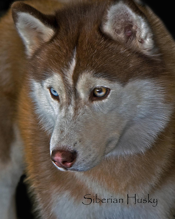 Siberian Husky Photograph by Larry Linton