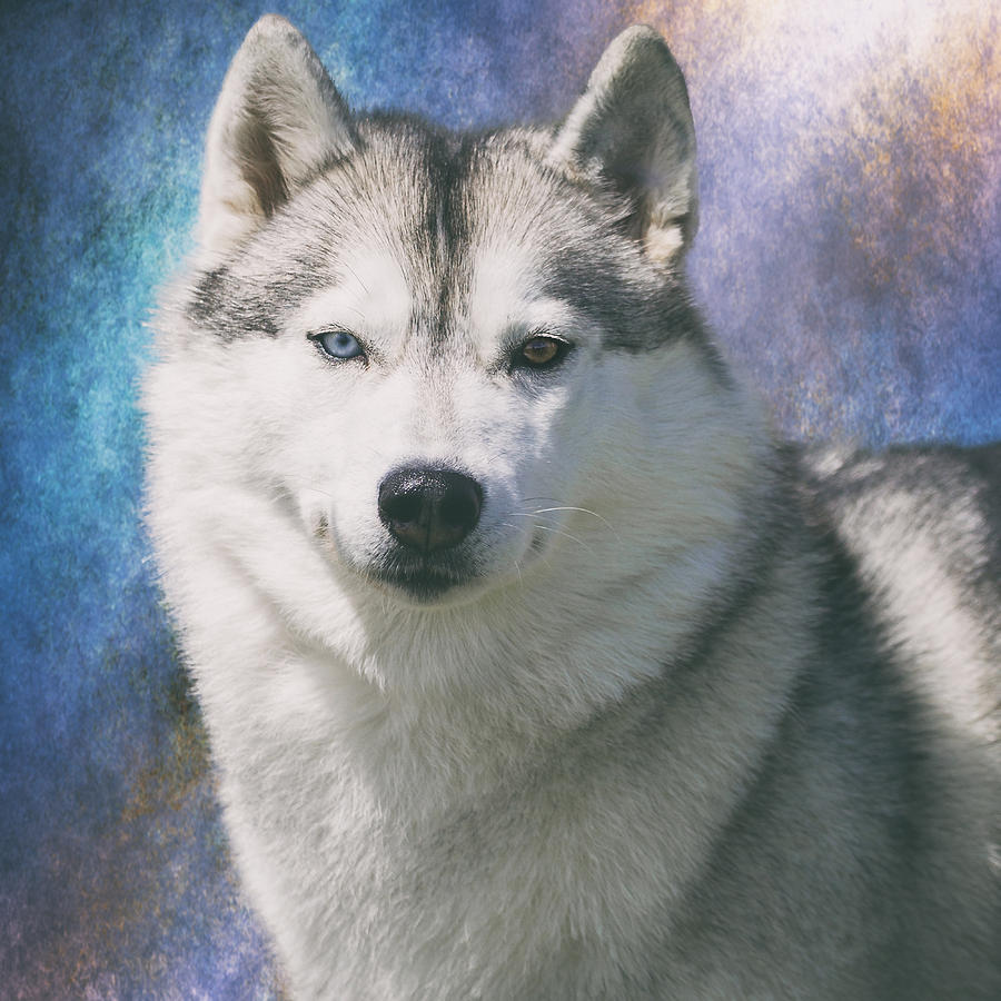 Siberian Husky Portrait Photograph by Wolf Shadow Photography