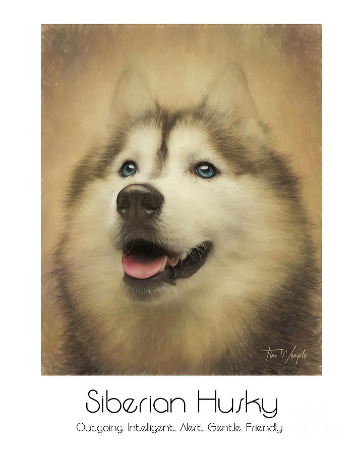 Siberian Husky Poster Digital Art by Tim Wemple