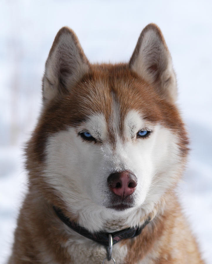 Siberian Husky Straight On Photograph By Shelley Dennis Pixels 6583