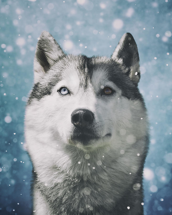 Siberian Husky with Snowflakes Photograph by Wolf Shadow Photography