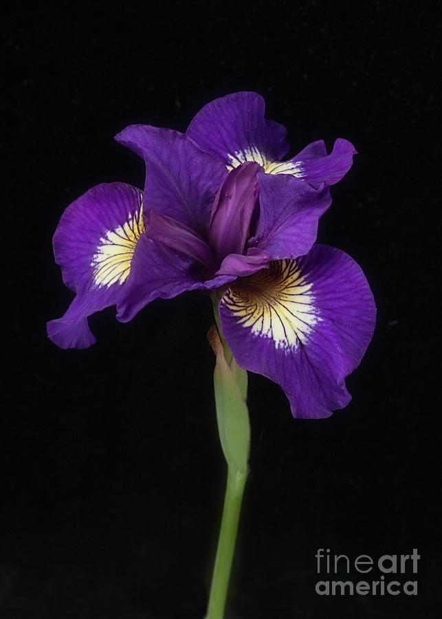 Siberian Iris Photograph by Ann Jacobson