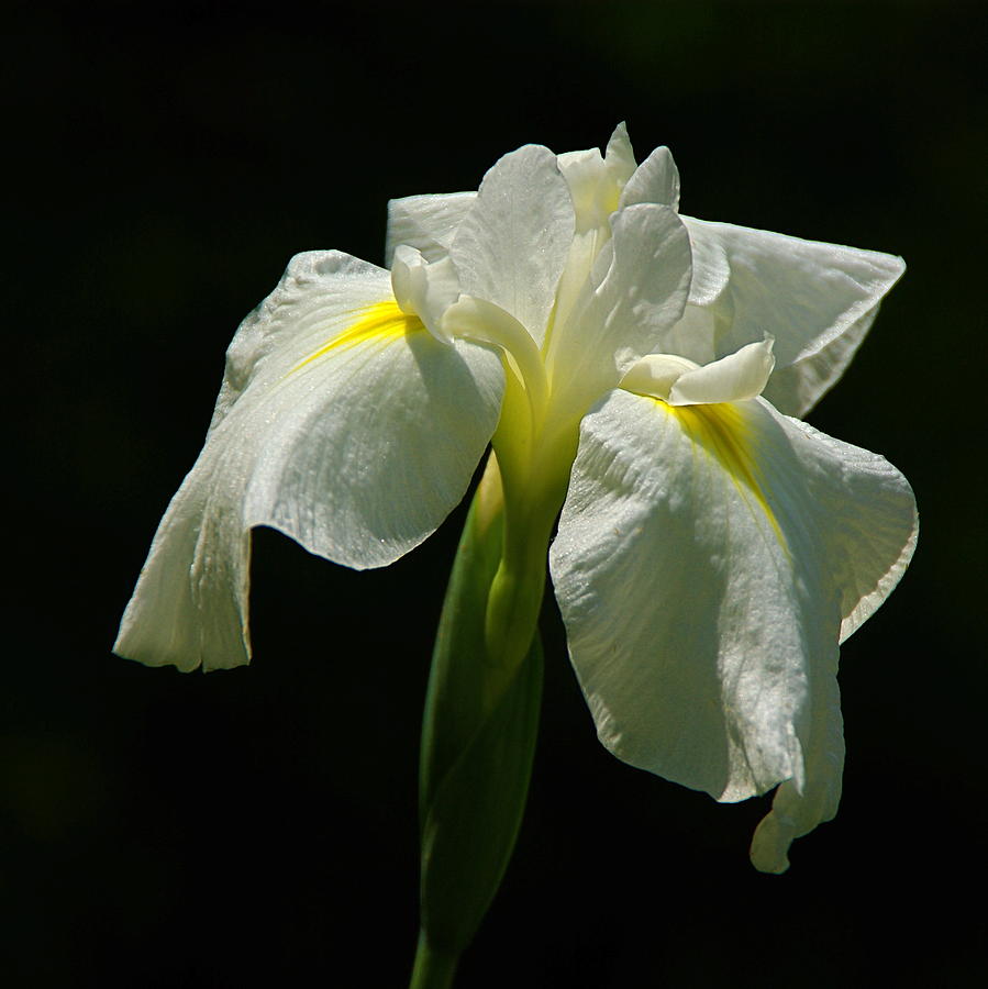 Iris Photograph - Siberian Iris by Byron Varvarigos