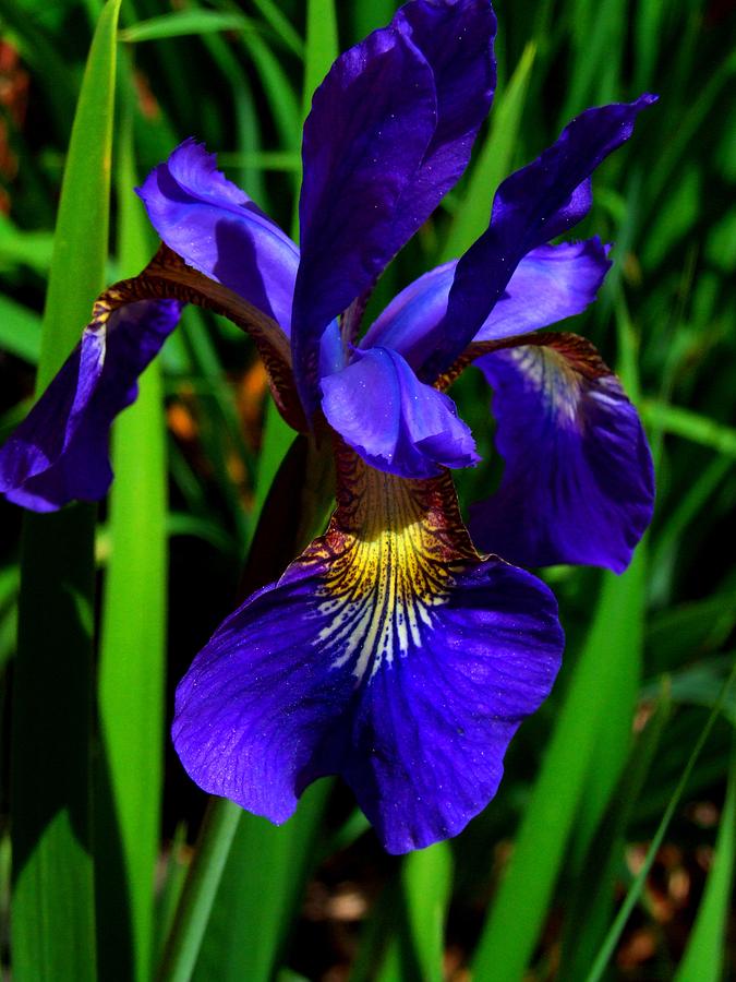 Siberian Iris Photograph by Michiale Schneider