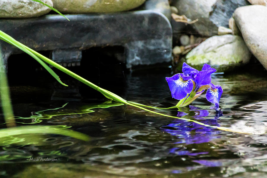 Siberian Iris On The Water Photograph by Mick Anderson