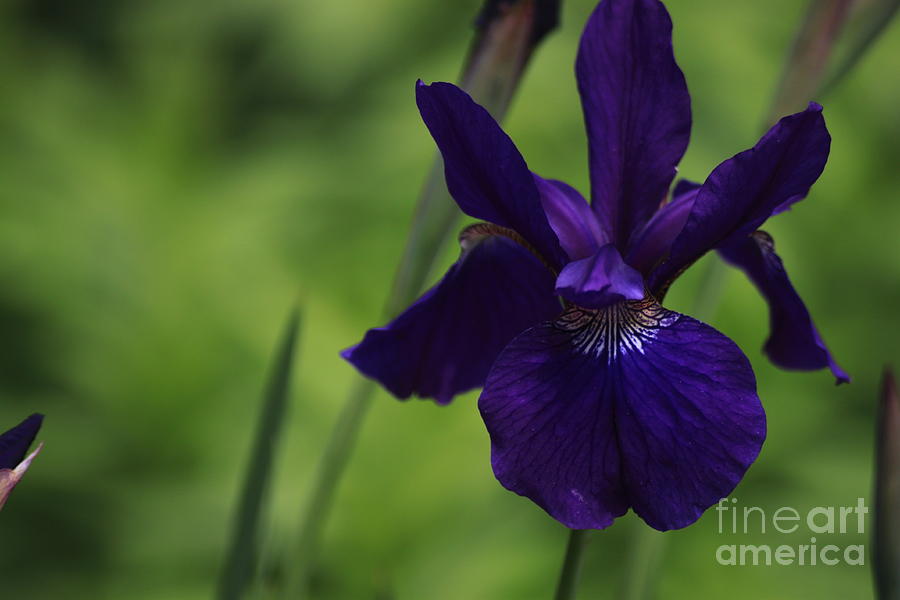Siberian Iris  Photograph by Patrick Dablow