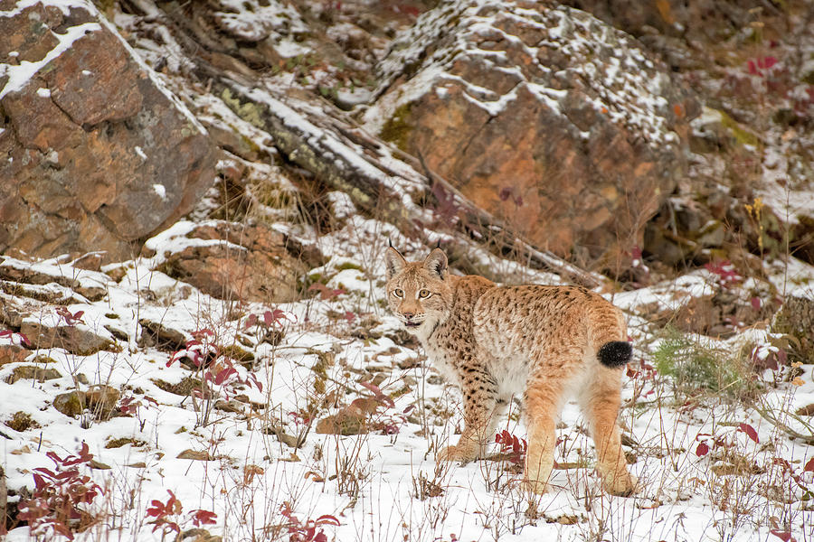 Siberian Lynx among the Rocks Photograph by Evelyn Harrison