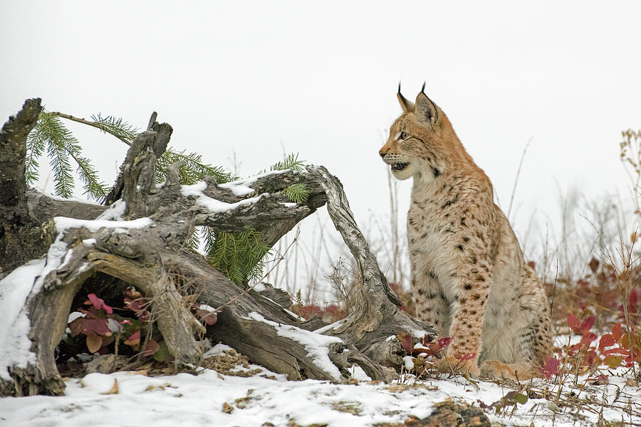 Siberian Lynx in Winter Photograph by Evelyn Harrison