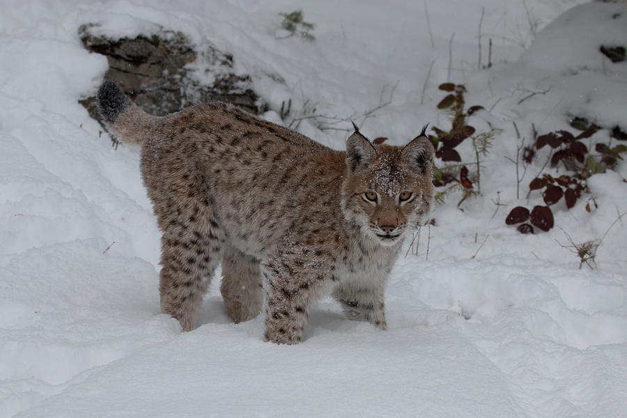 Siberian Lynx Kitten 7514 Photograph by Teresa Wilson