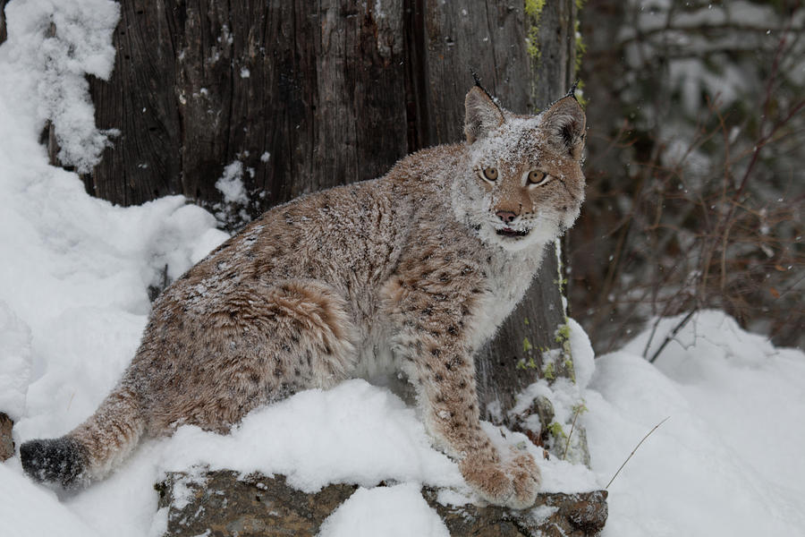 Siberian Lynx Kitten 7526 Photograph by Teresa Wilson