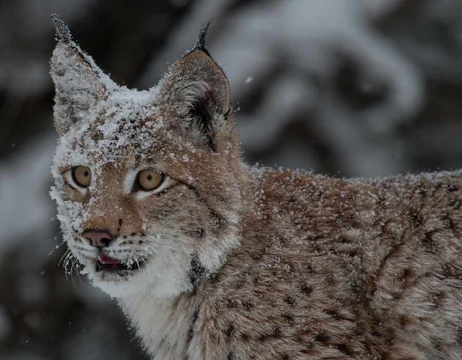 Siberian Lynx Kitten 7544 Photograph by Teresa Wilson