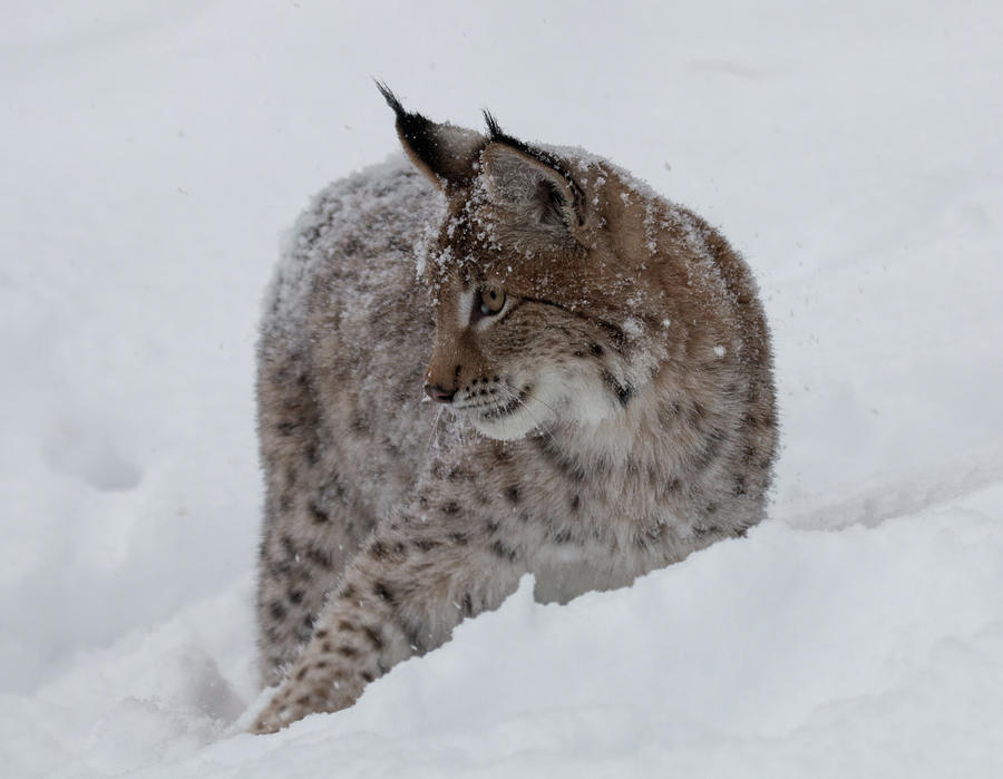 Siberian Lynx Kitten 7561 Photograph by Teresa Wilson