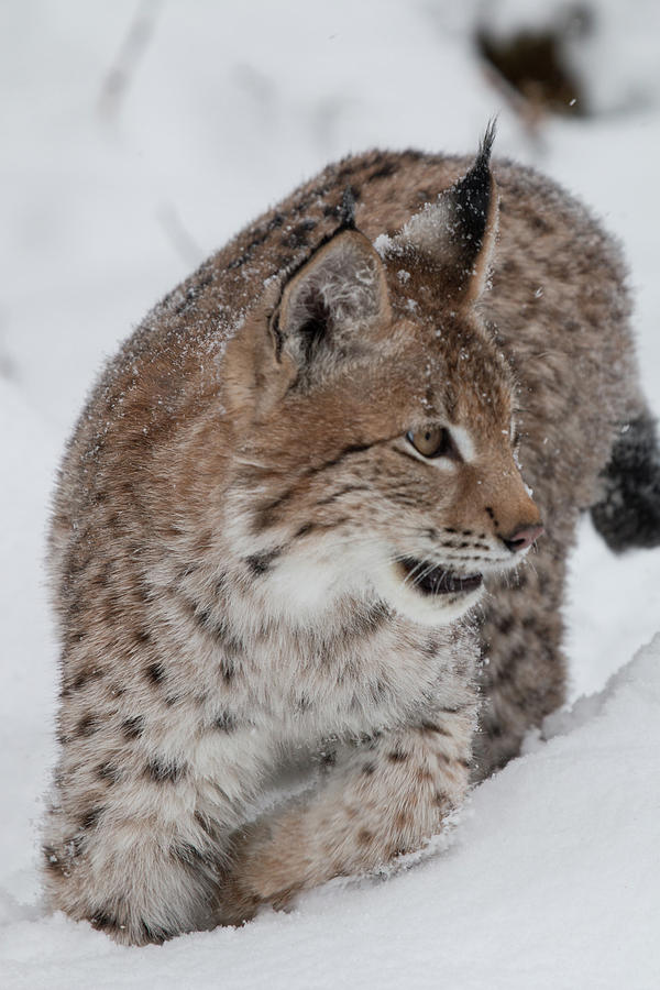Siberian Lynx Kitten 7572 Photograph by Teresa Wilson