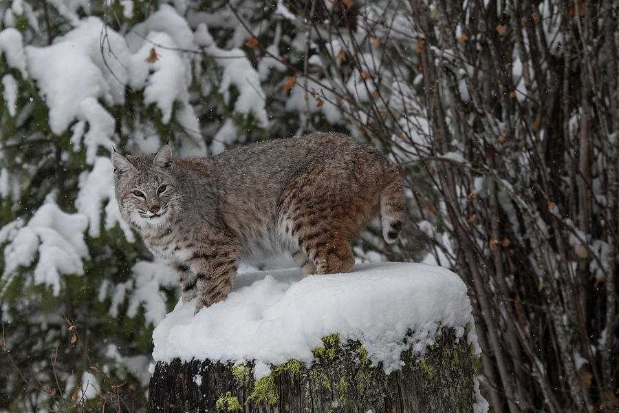 Siberian Lynx Kitten 7590 Photograph by Teresa Wilson